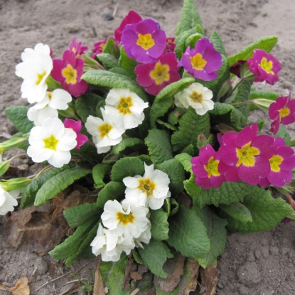 Picture of Primrose - Crown Mixture